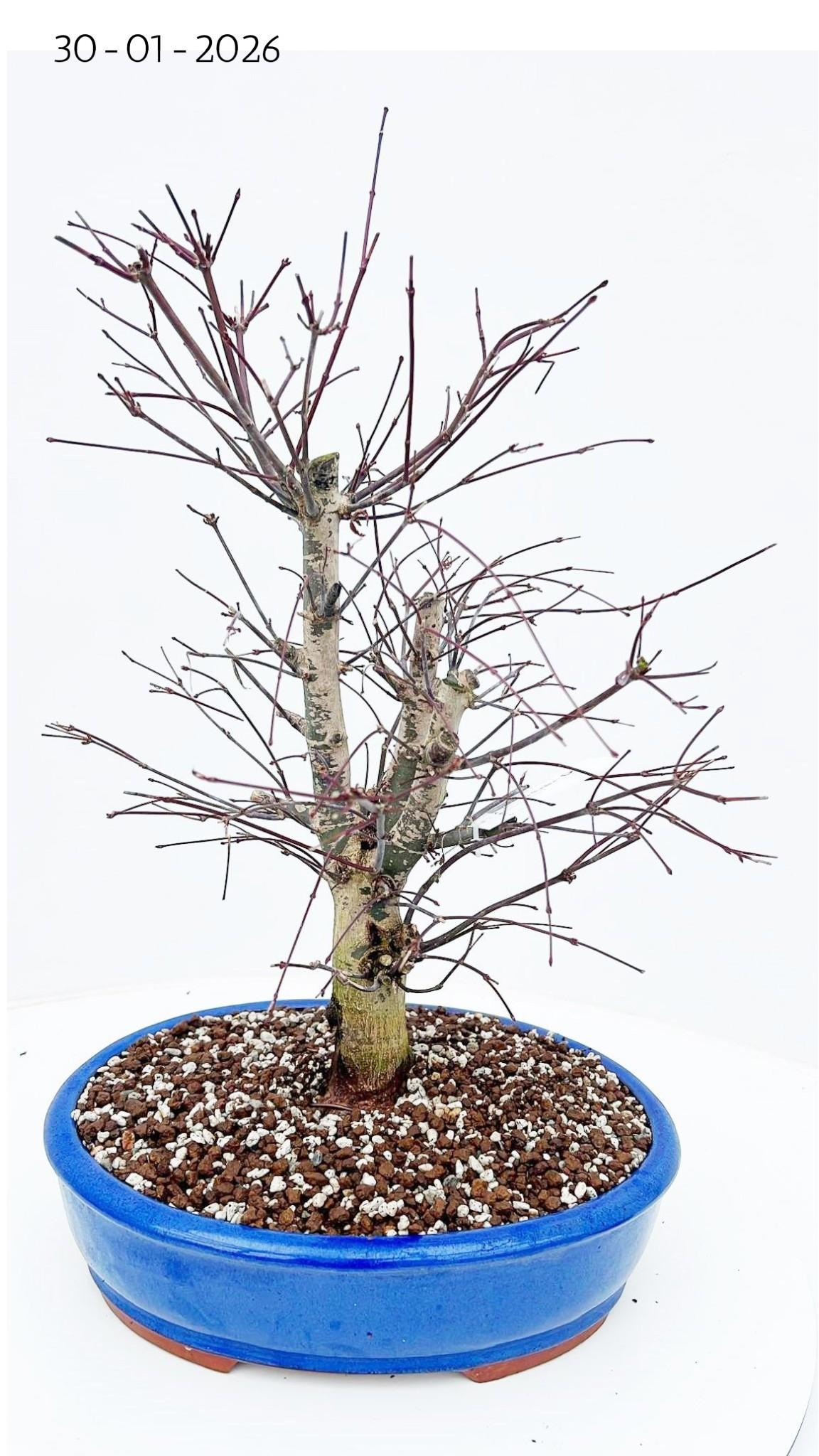 Горшечные цветы и растения оптом Acer Palmatum Deshojo, Pot 31cm. от 2шт из Голландии с доставкой по России