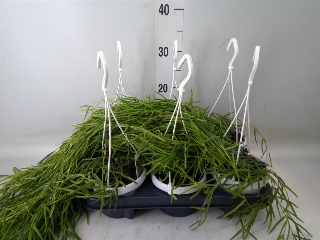 Горшечные цветы и растения оптом Hoya Linearis от 6шт из Голландии с доставкой по России