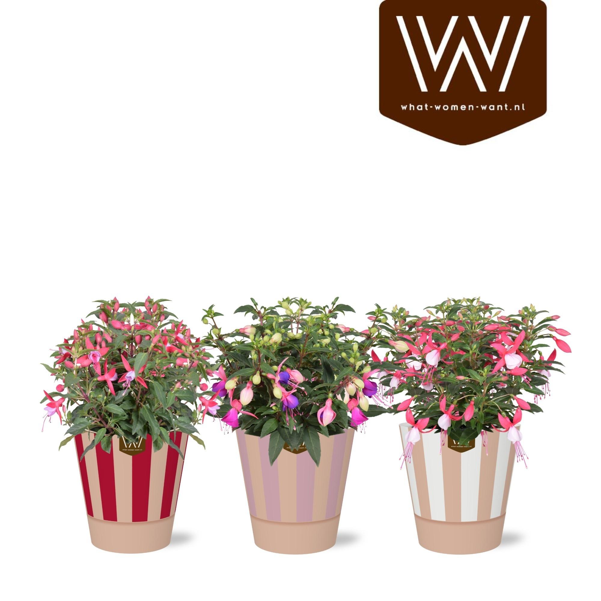 Горшечные цветы и растения оптом Fuchsia B F Gem от 6шт из Голландии с доставкой по России