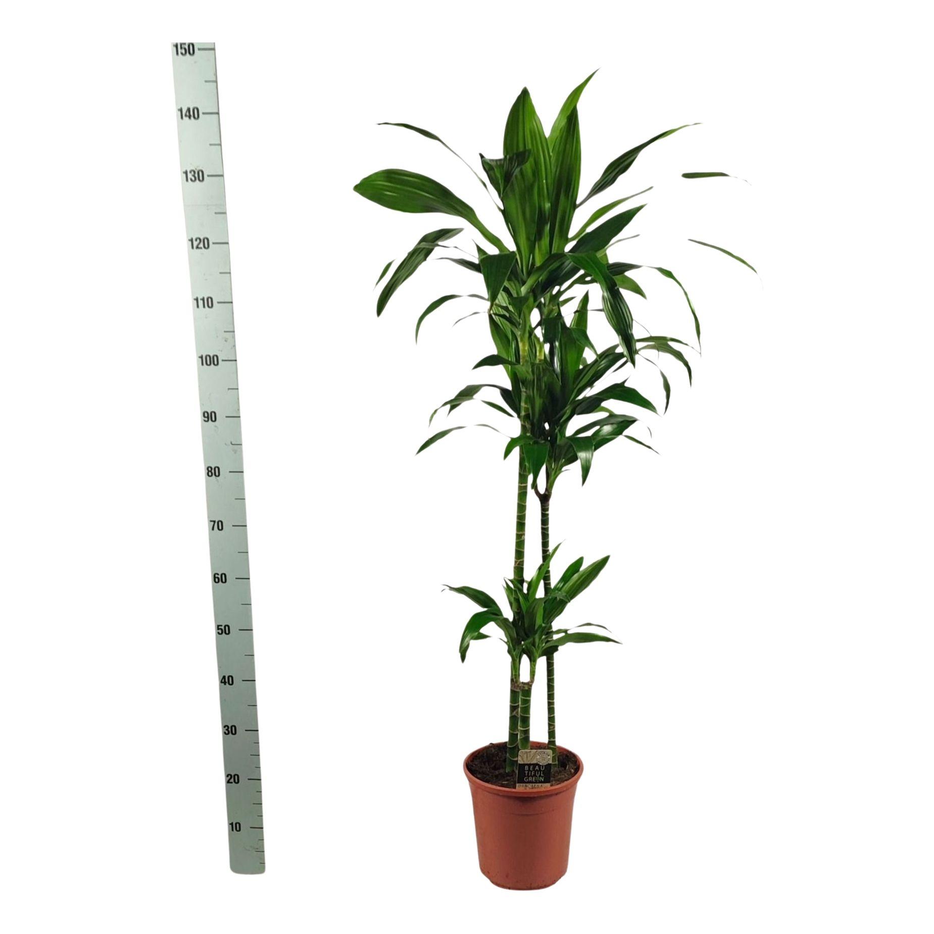 Горшечные цветы и растения оптом Dra Frag Janet Craig от 1шт из Голландии с доставкой по России