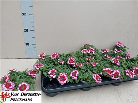 Горшечные цветы и растения оптом Verbena Magic Rose от 12шт из Голландии с доставкой по России