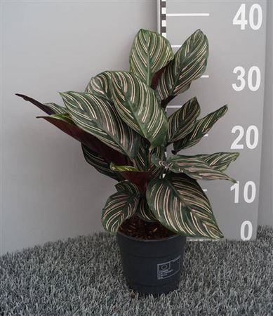 Горшечные цветы и растения оптом Calathea Sanderiana (ornata) от 6шт из Голландии с доставкой по России