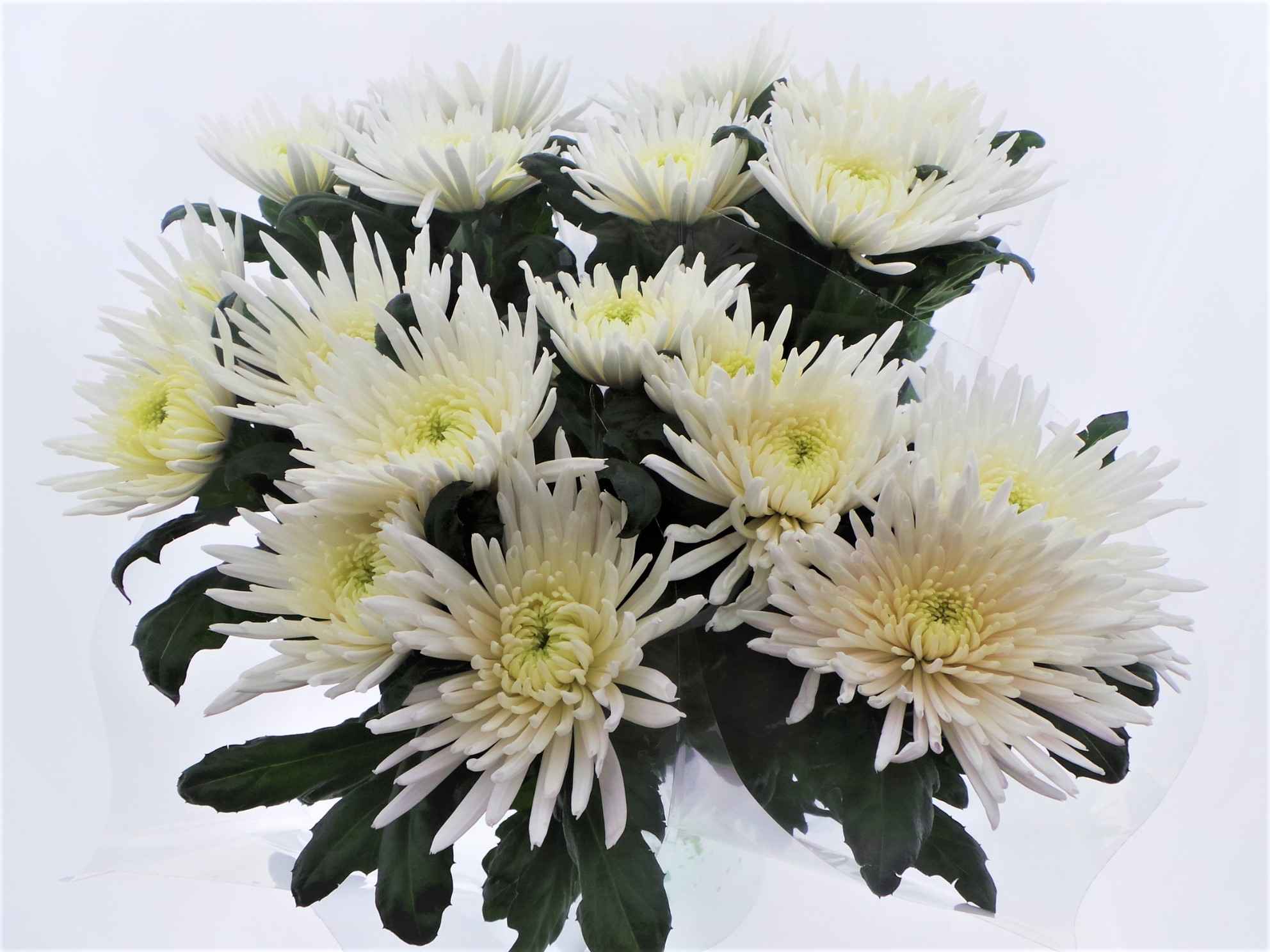 Срезанные цветы оптом Bouquet mono anastasia x5 60cm от 10шт из Голландии с доставкой по России