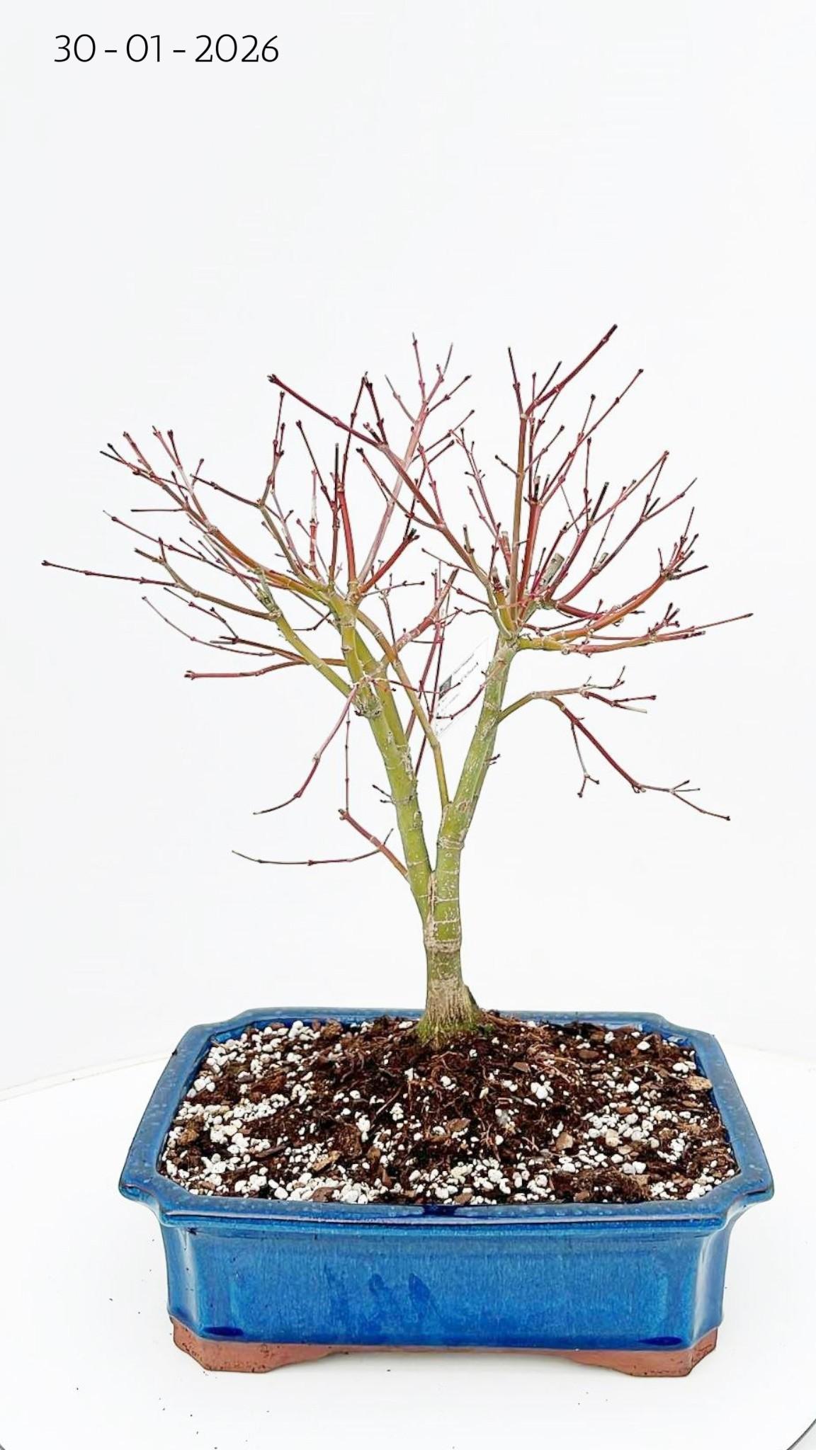 Горшечные цветы и растения оптом Acer Palmatum katsura. Pot 32cm. от 1шт из Голландии с доставкой по России