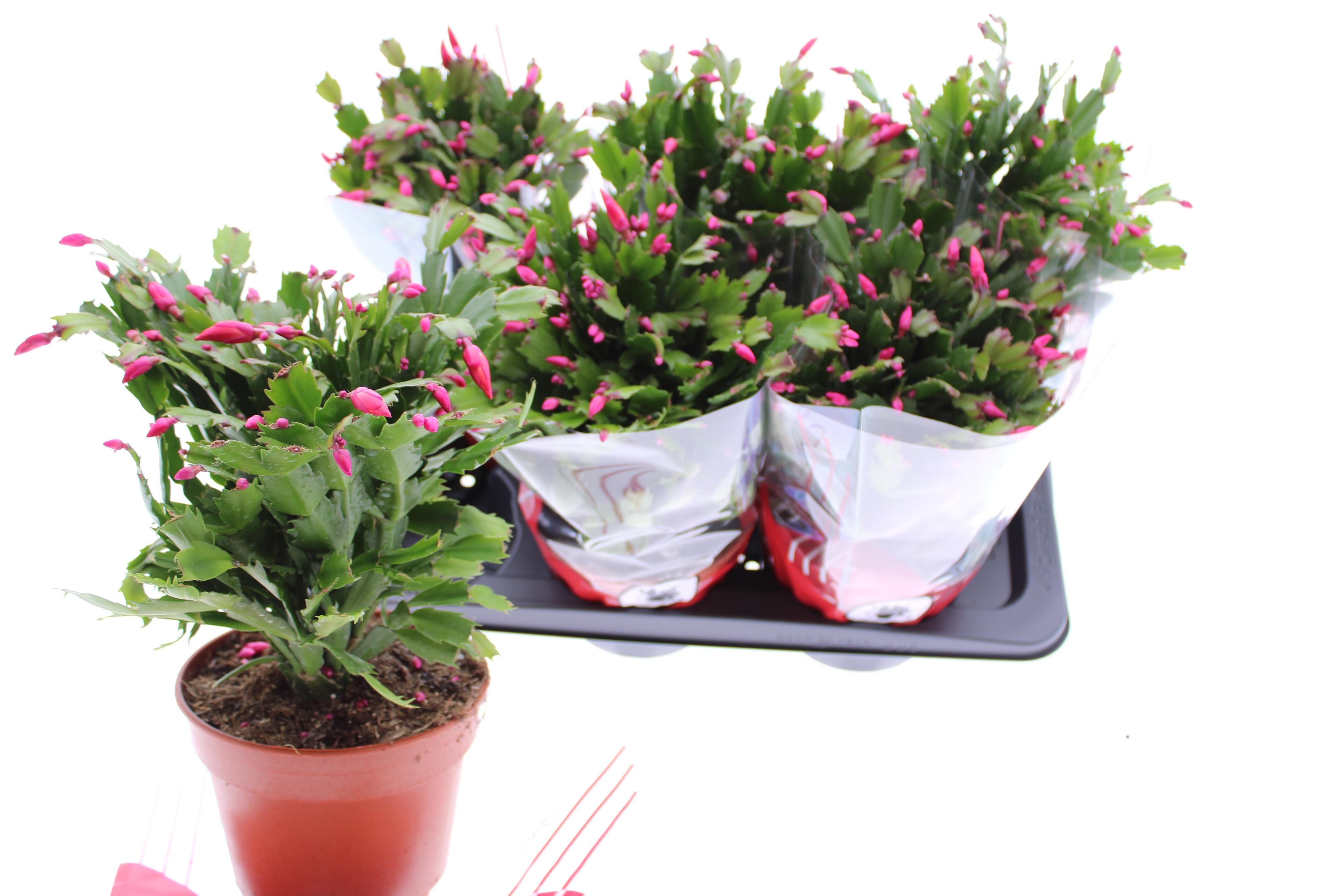 Горшечные цветы и растения оптом Schlumb Ov от 6шт' из Голландии с доставкой по России