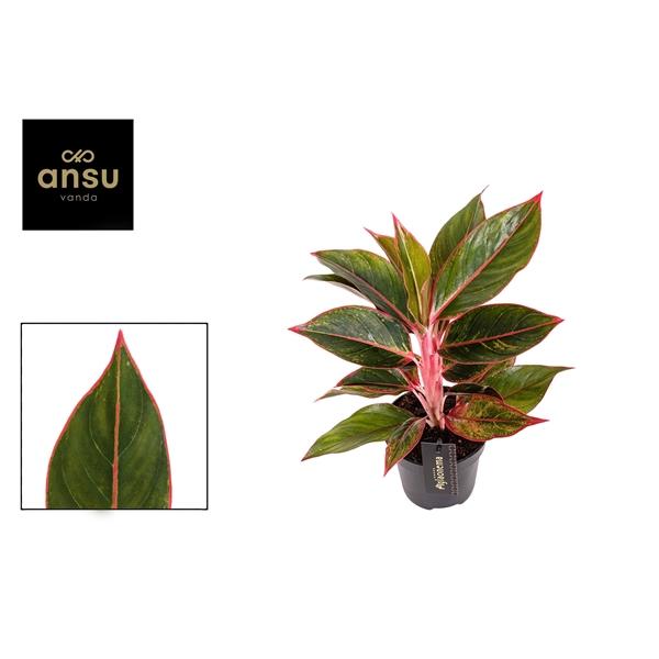 Горшечные цветы и растения оптом Aglaonema Jungle Red от 6шт из Голландии с доставкой по России