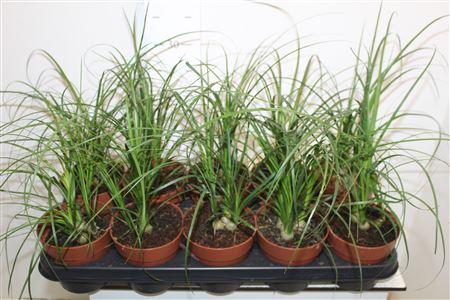 Горшечные цветы и растения оптом Nolina от 10шт из Голландии с доставкой по России