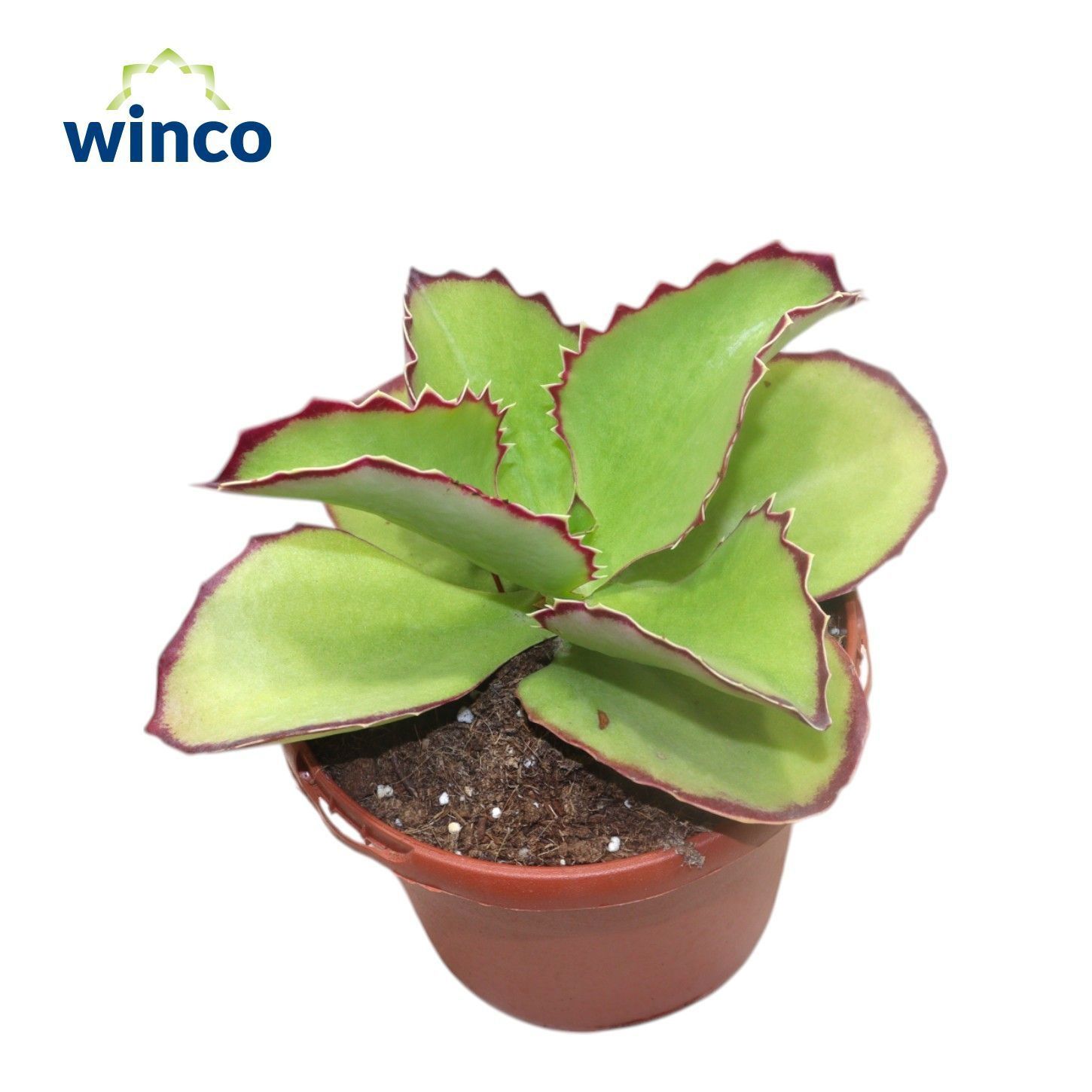 Горшечные цветы и растения оптом Kalanchoe Tomentosa от 4шт из Голландии с доставкой по России