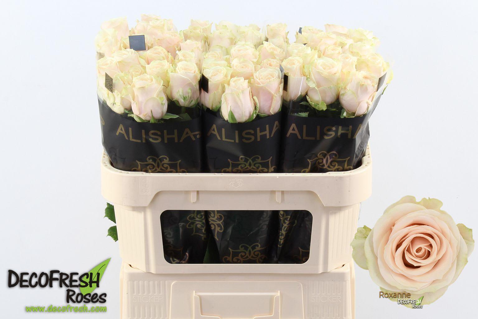 Срезанные цветы оптом Rosa large roxanne+ от 60шт из Голландии с доставкой по России