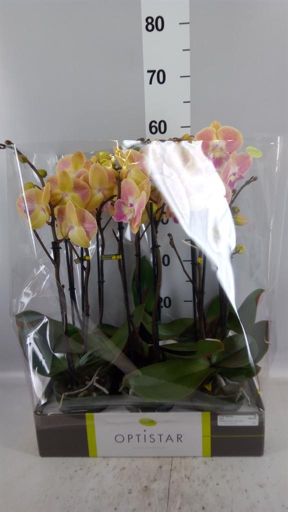 Горшечные цветы и растения оптом Phalaenopsis ...orange от 6шт из Голландии с доставкой по России