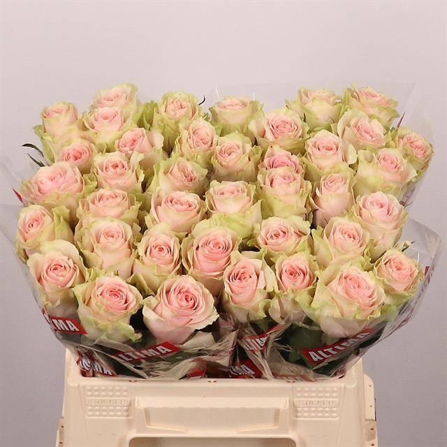 Срезанные цветы оптом Rosa large frutteto от 40шт из Голландии с доставкой по России