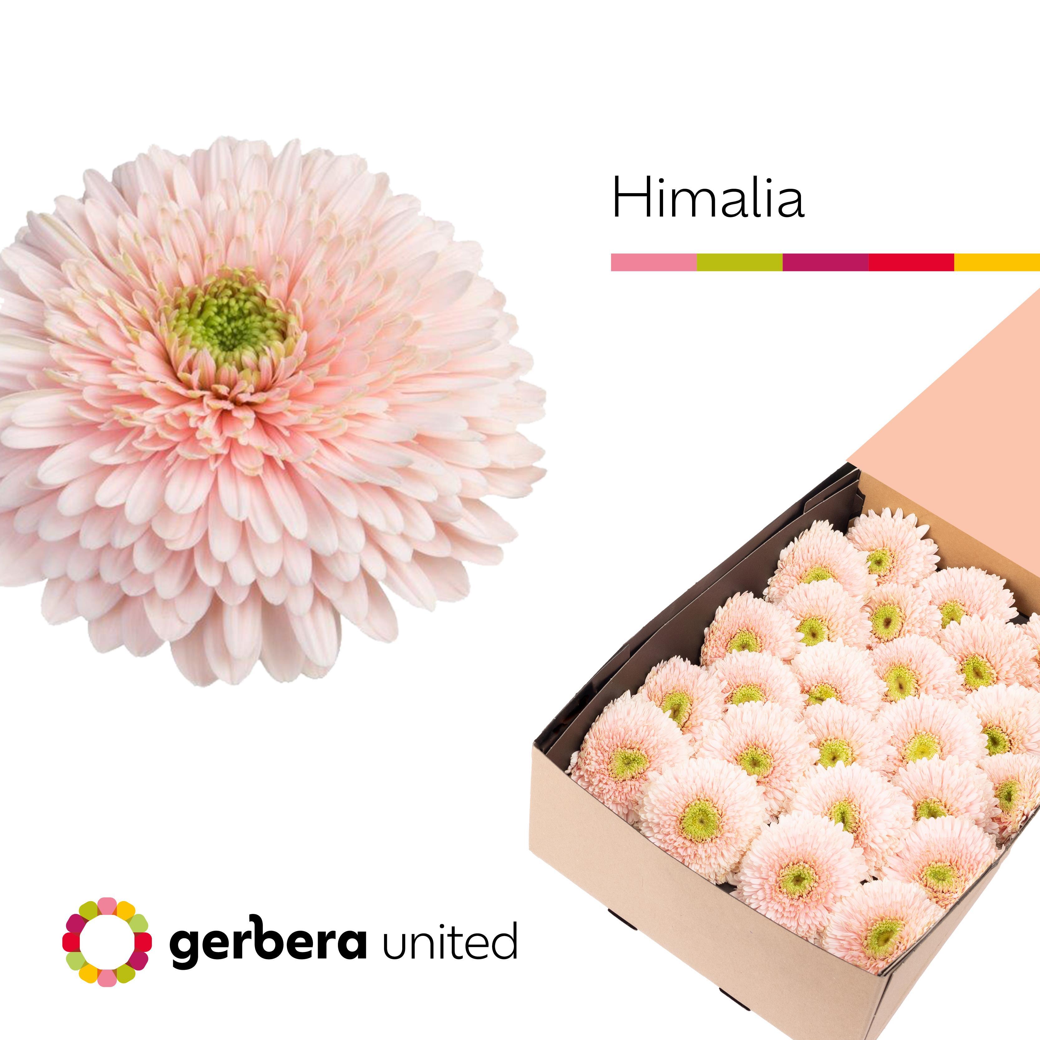 Срезанные цветы оптом Gerbera terra himalia от 50шт из Голландии с доставкой по России
