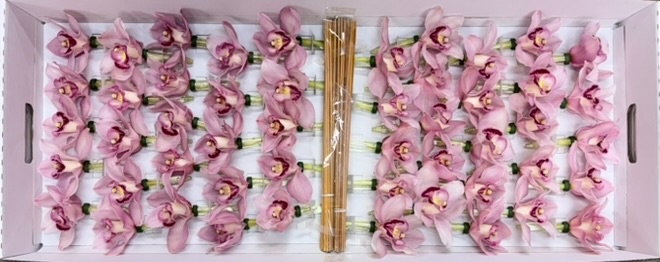 Срезанные цветы оптом Cymbidium stick pink от 50шт из Голландии с доставкой по России