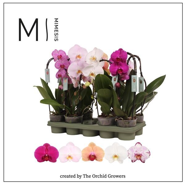 Горшечные цветы и растения оптом Phal Cascade 1st Mix 6+ (orchid Growers) от 8шт из Голландии с доставкой по России