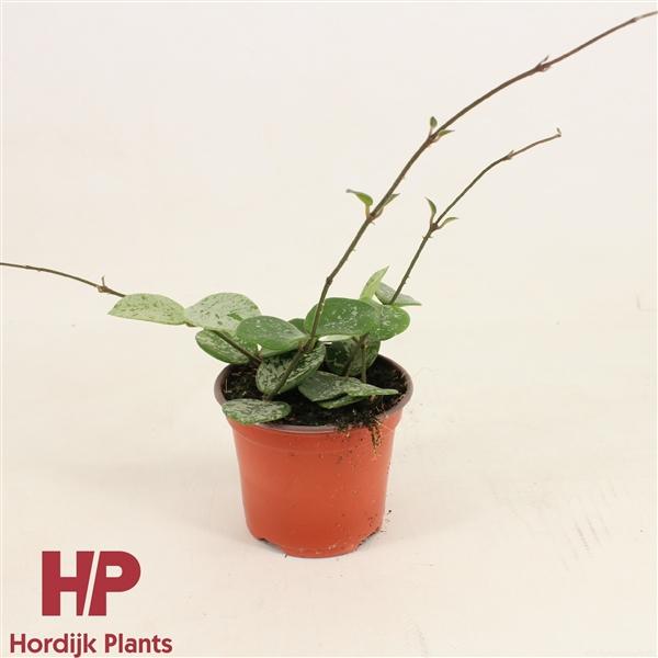 Горшечные цветы и растения оптом Hoya Mathilde Splash от 14шт (для телеги) из Голландии с доставкой по России