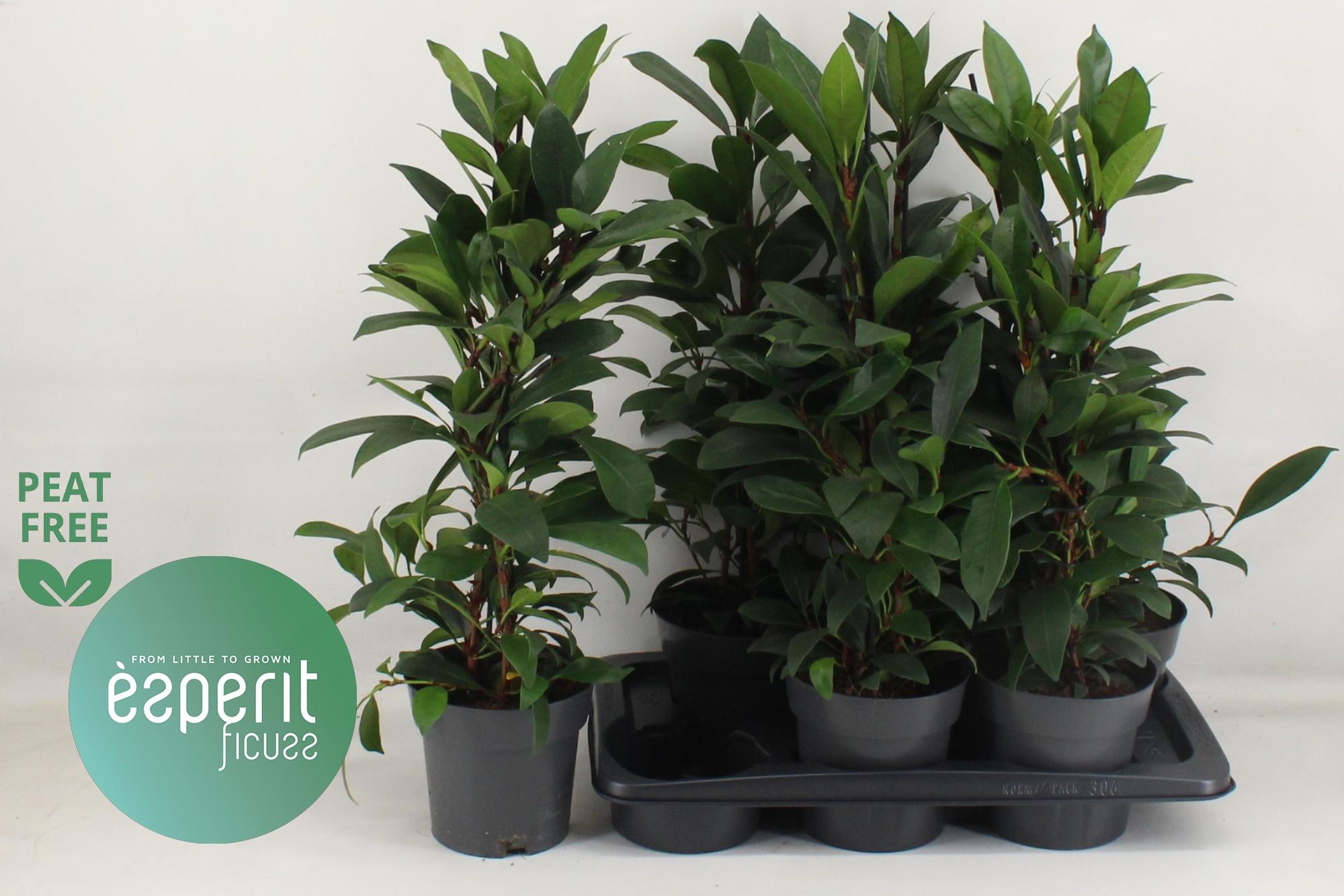 Горшечные цветы и растения оптом Fic Cyat Compacta от 6шт из Голландии с доставкой по России