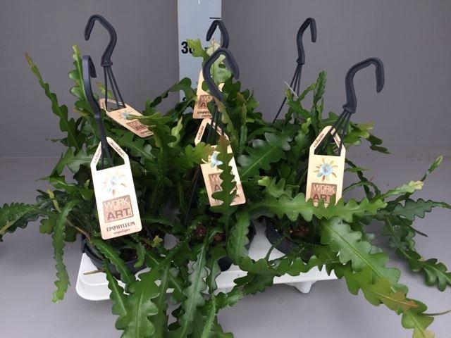 Горшечные цветы и растения оптом Epiphyllum Anguliger от 6шт из Голландии с доставкой по России