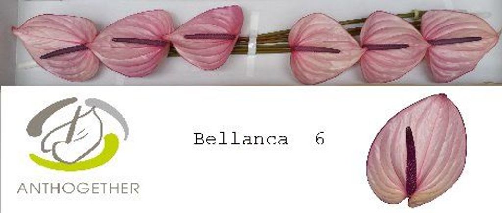 Срезанные цветы оптом Anthurium bellanca от 6шт из Голландии с доставкой по России