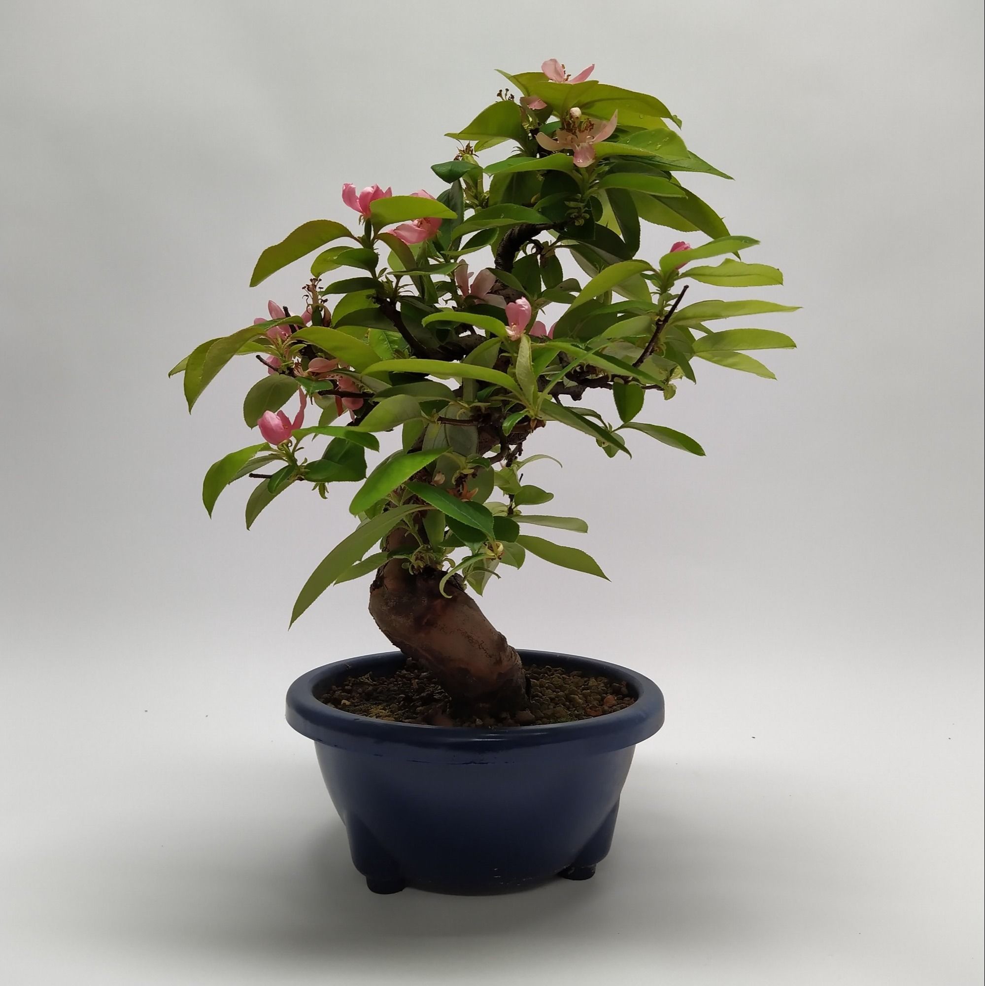 Горшечные цветы и растения оптом Bonsai Pseudocydonia от 1шт из Голландии с доставкой по России