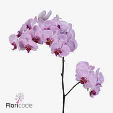 Срезанные цветы оптом Phalaenopsis shanghai (per flower) от 25шт из Голландии с доставкой по России
