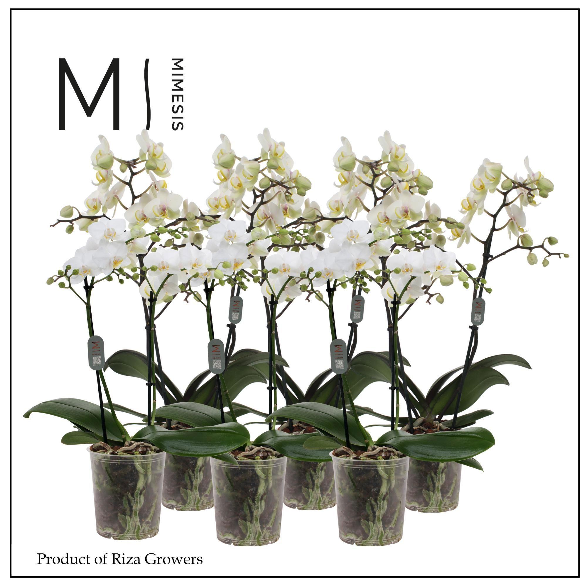 Горшечные цветы и растения оптом Phal Multi 2st White (mimesis) от 10шт из Голландии с доставкой по России