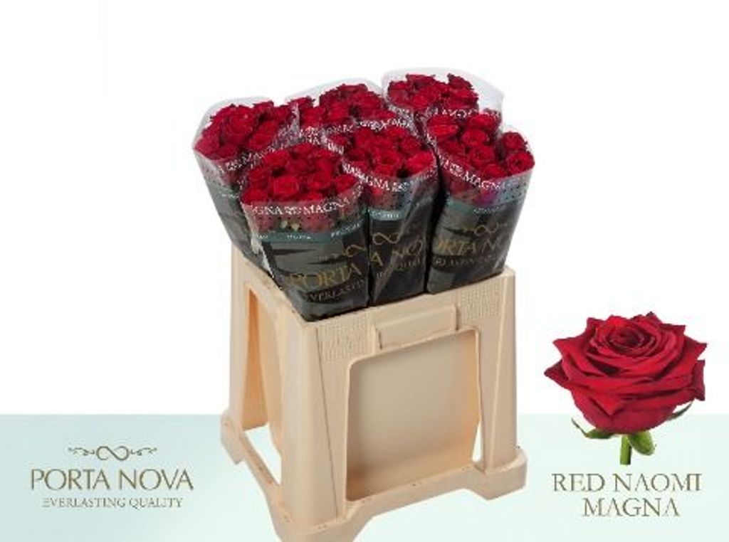 Срезанные цветы оптом Rosa large red naomi! Magna Porta Nova от 60шт из Голландии с доставкой по России Срезанные цветы оптом Rosa large red naomi! Magna Porta Nova от 60шт из Голландии с доставкой по России
