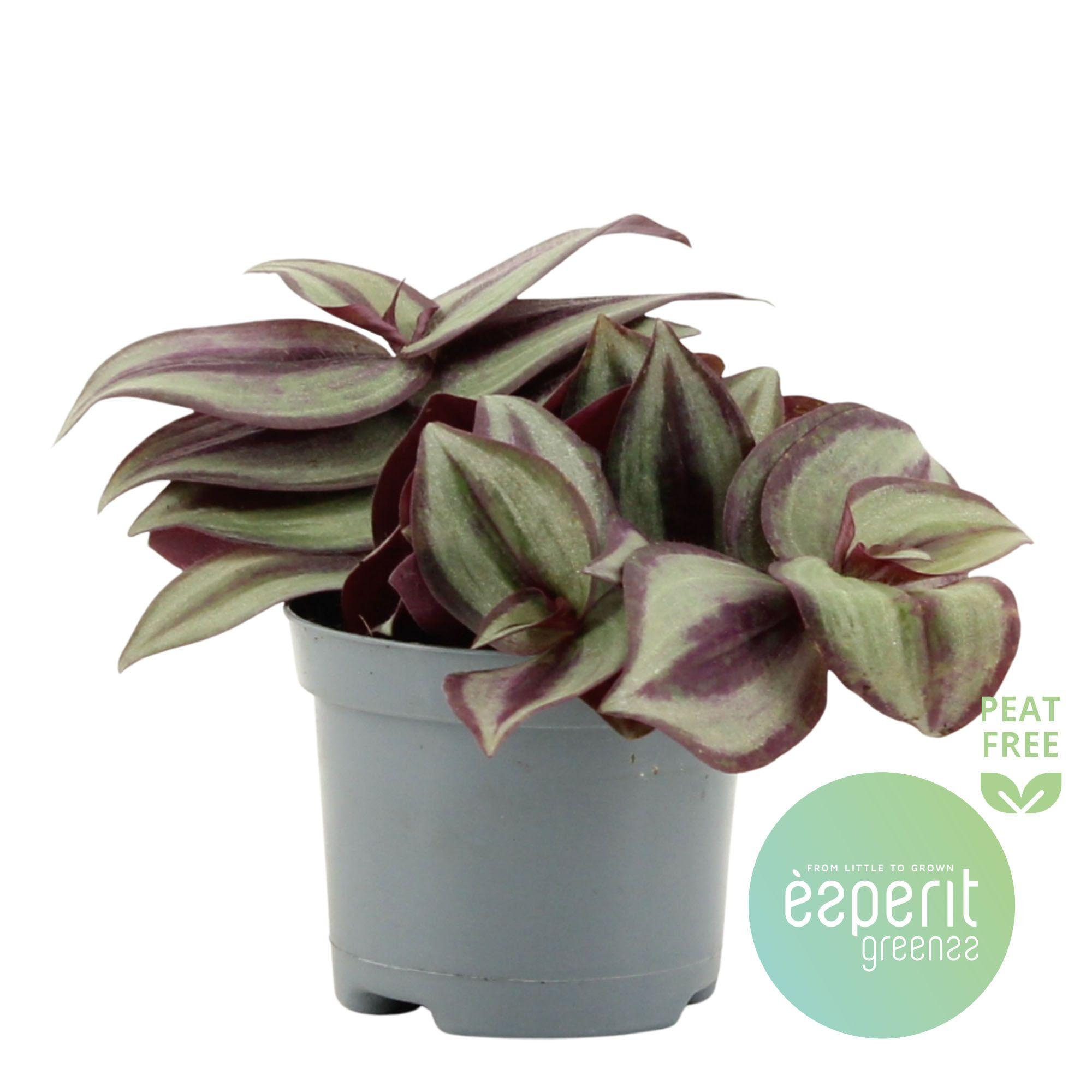 Горшечные цветы и растения оптом Tradescantia Zebrina Violet от 21шт (для телеги) из Голландии с доставкой по России