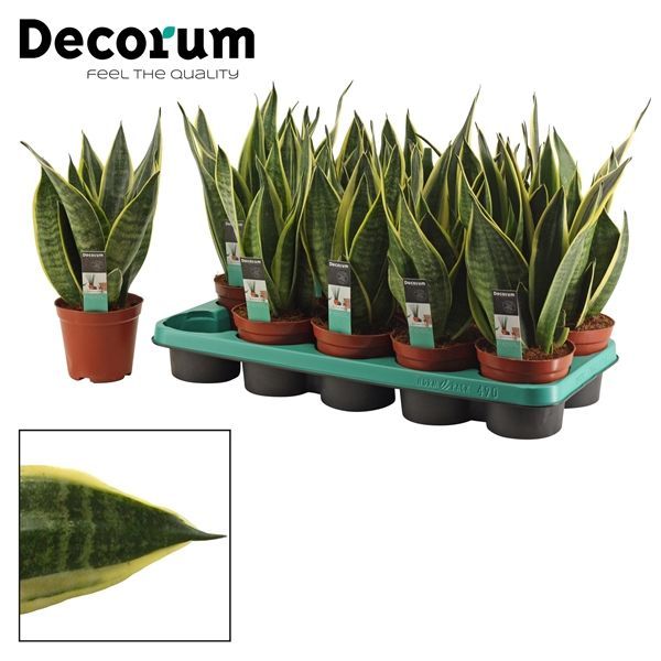 Горшечные цветы и растения оптом Sansevieria Canary  (decorum) от 10шт из Голландии с доставкой по России