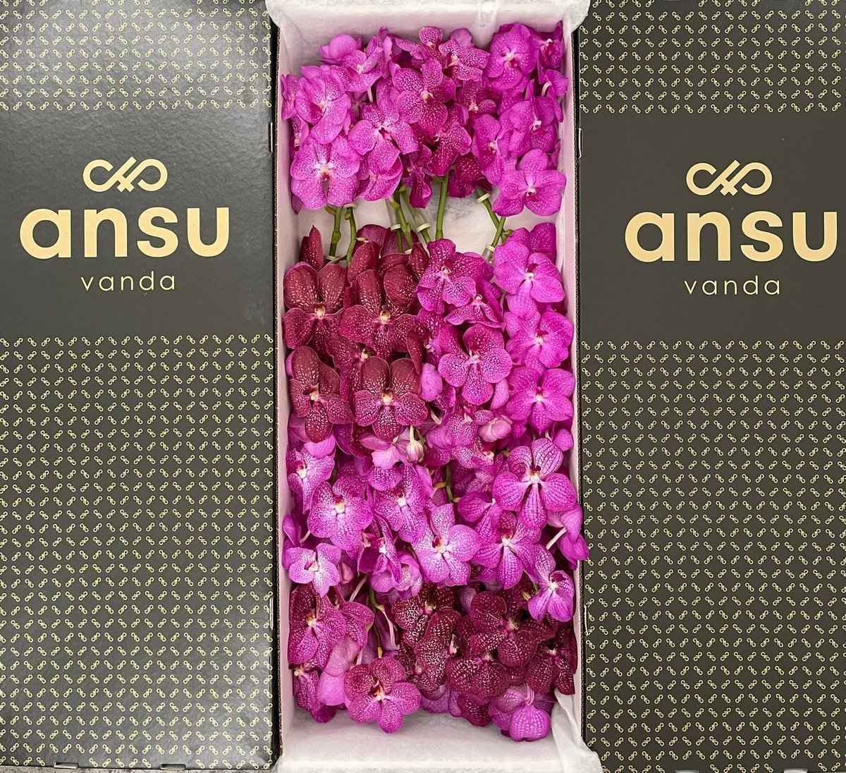 Срезанные цветы оптом Vanda mix pink per stem от 8шт.. из Голландии с доставкой по России