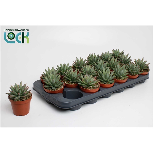 Горшечные цветы и растения оптом Echeveria Hookeri от 12шт (для телеги) из Голландии с доставкой по России