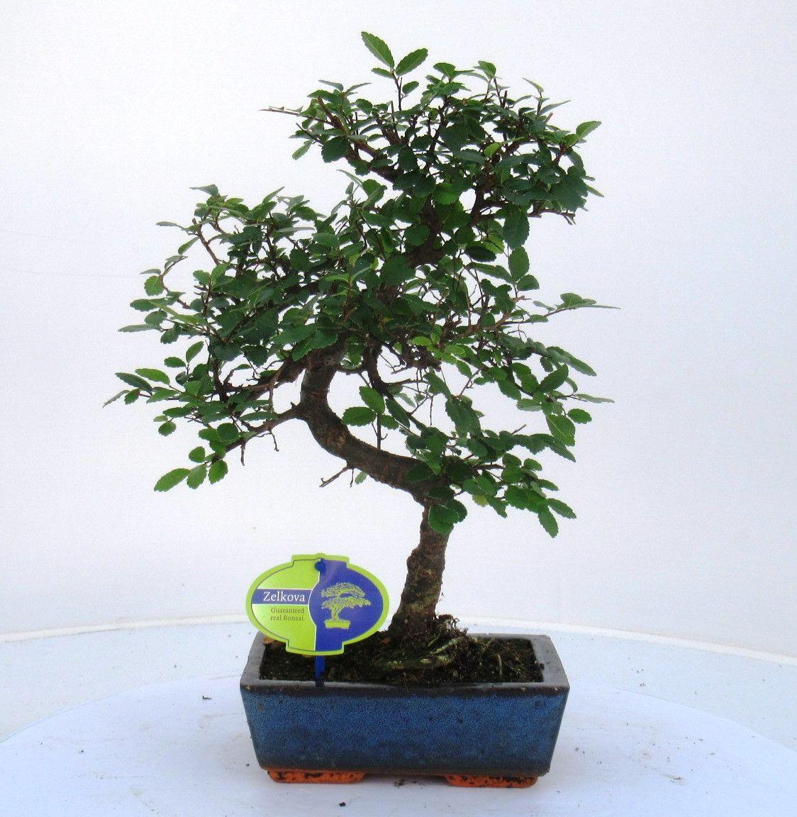 Горшечные цветы и растения оптом Bonsai Without Driptray от 6шт из Голландии с доставкой по России