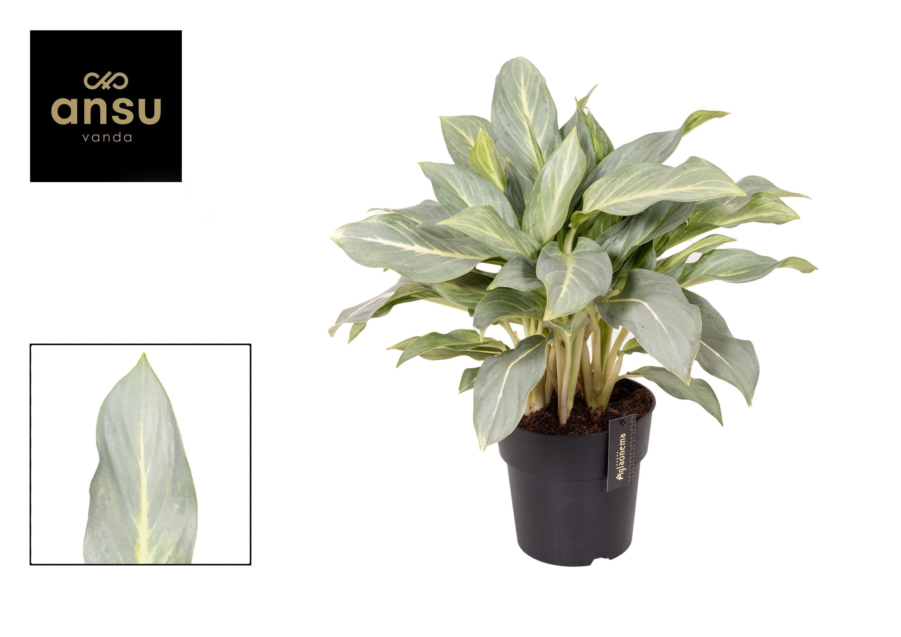Горшечные цветы и растения оптом Aglaonema Aqua Green от 3шт из Голландии с доставкой по России