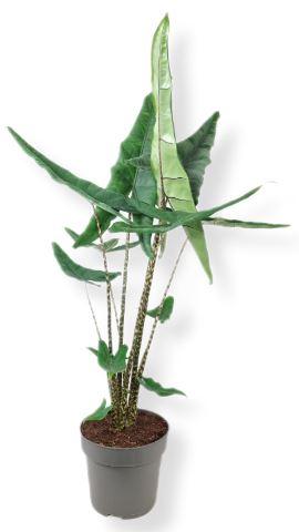 Горшечные цветы и растения оптом Alocasia   ... от 1шт (для телеги) из Голландии с доставкой по России