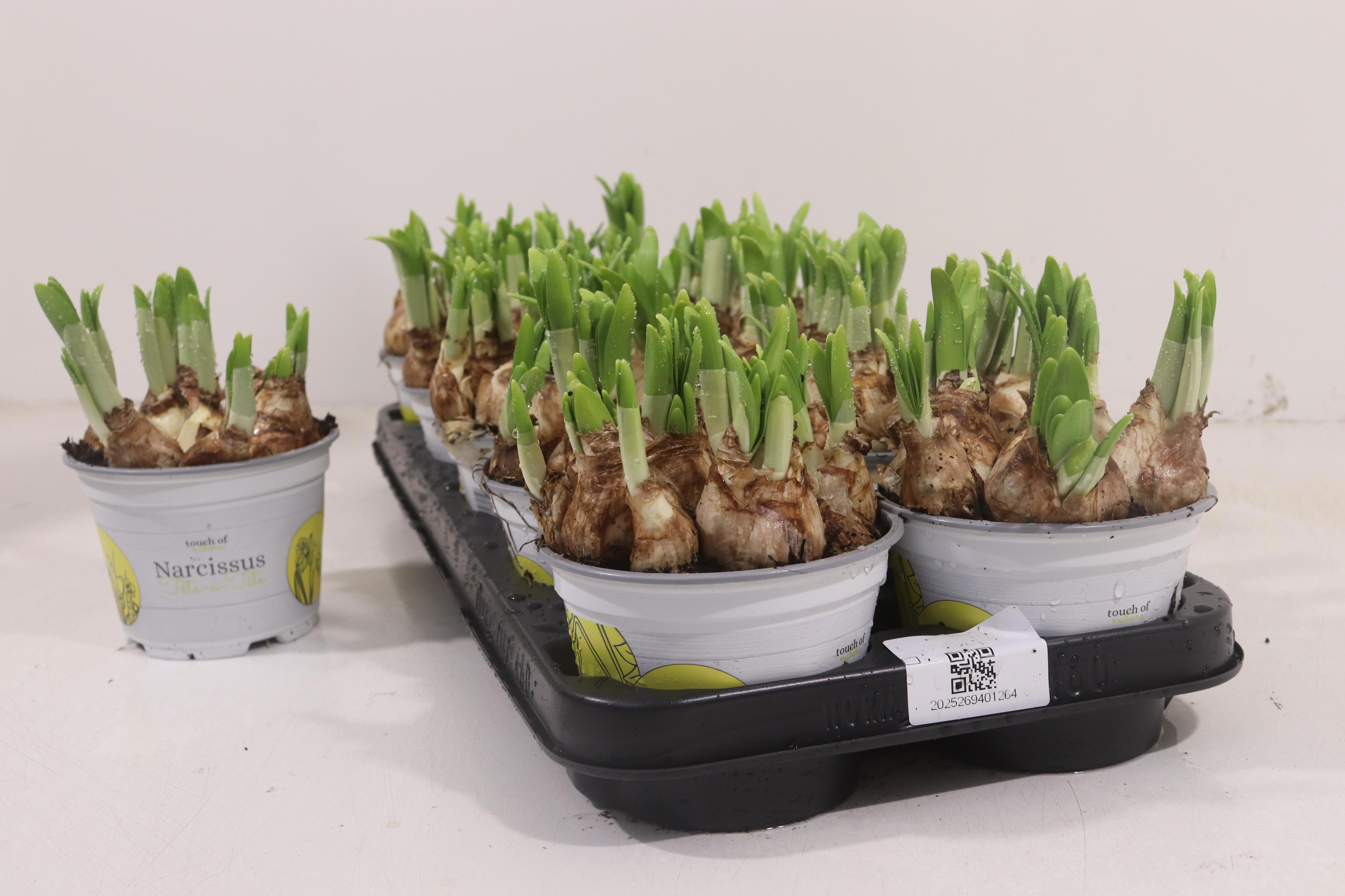 Горшечные цветы и растения оптом Narc O Tete A Tete от 10шт из Голландии с доставкой по России