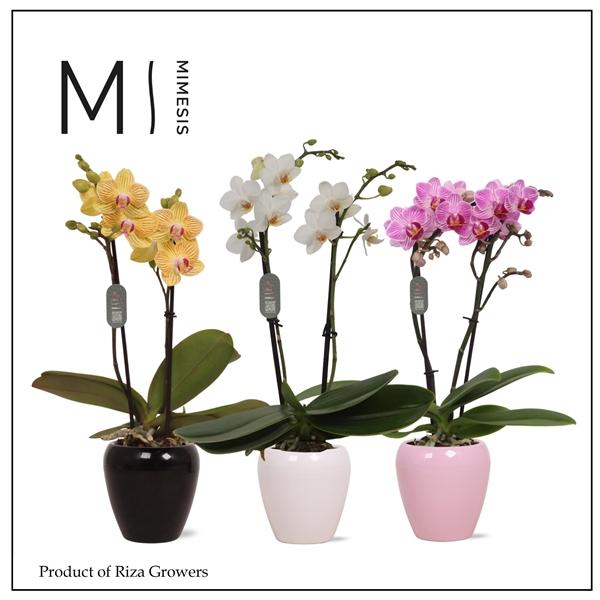 Горшечные цветы и растения оптом Phal 2st Mimesis Mix 16+ In Ceramic (mimensis) от 11шт (для телеги) из Голландии с доставкой по России