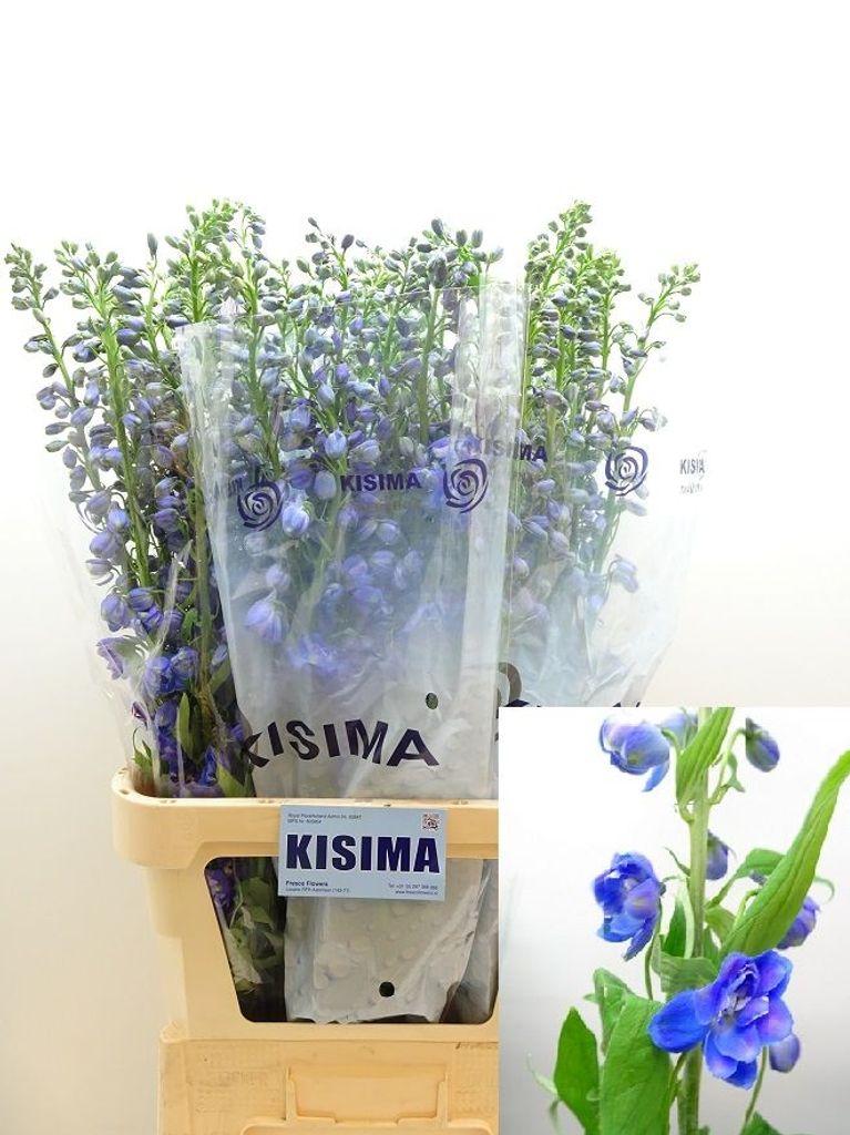 Срезанные цветы оптом Delphinium el guardian blue от 60шт из Голландии с доставкой по России