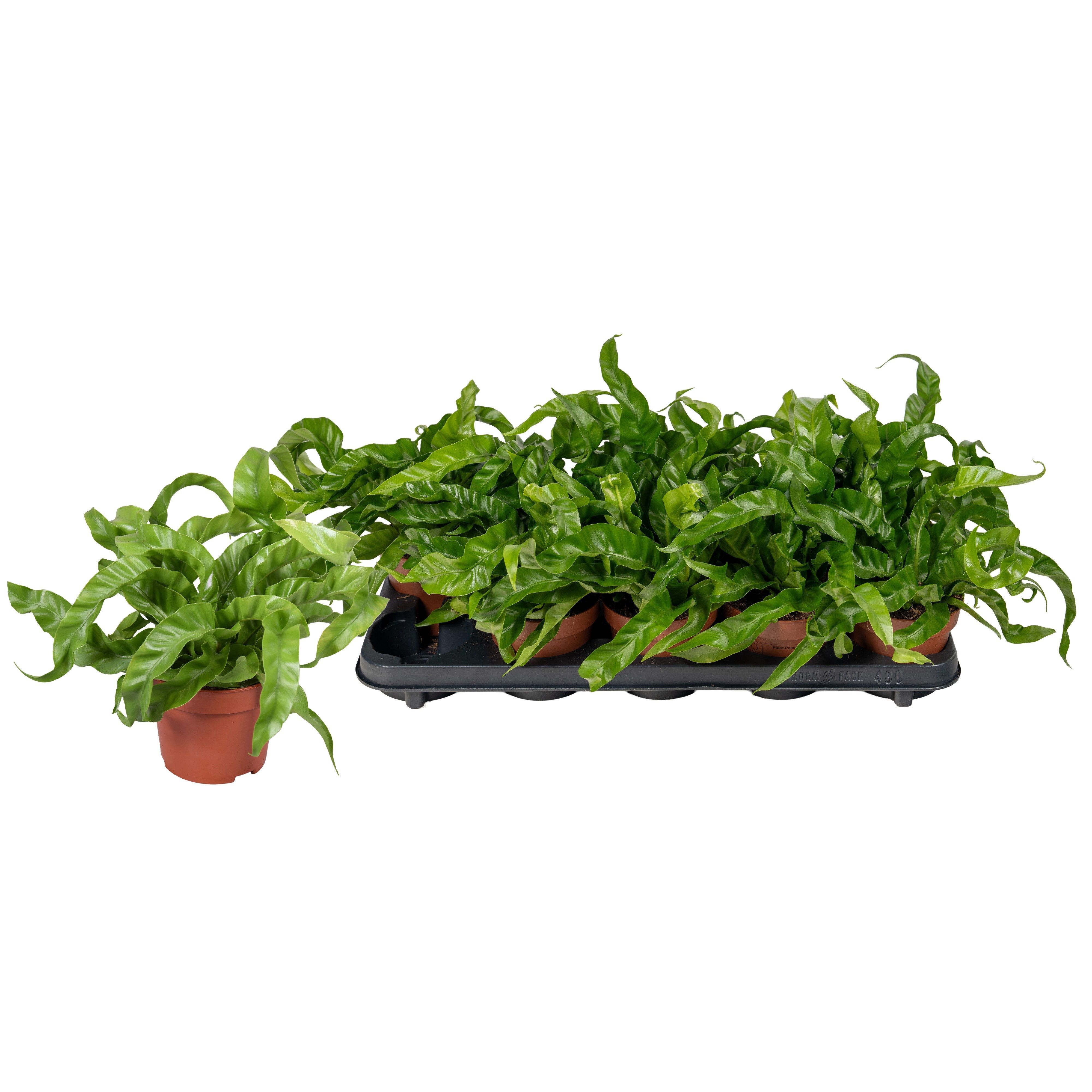 Горшечные цветы и растения оптом Asple Ant Hurricane от 10шт из Голландии с доставкой по России