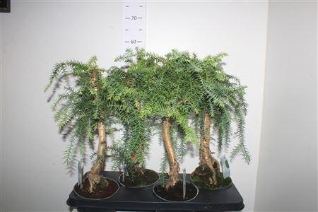 Горшечные цветы и растения оптом Bonsai Araucaria Cunninghamii от 4шт из Голландии с доставкой по России