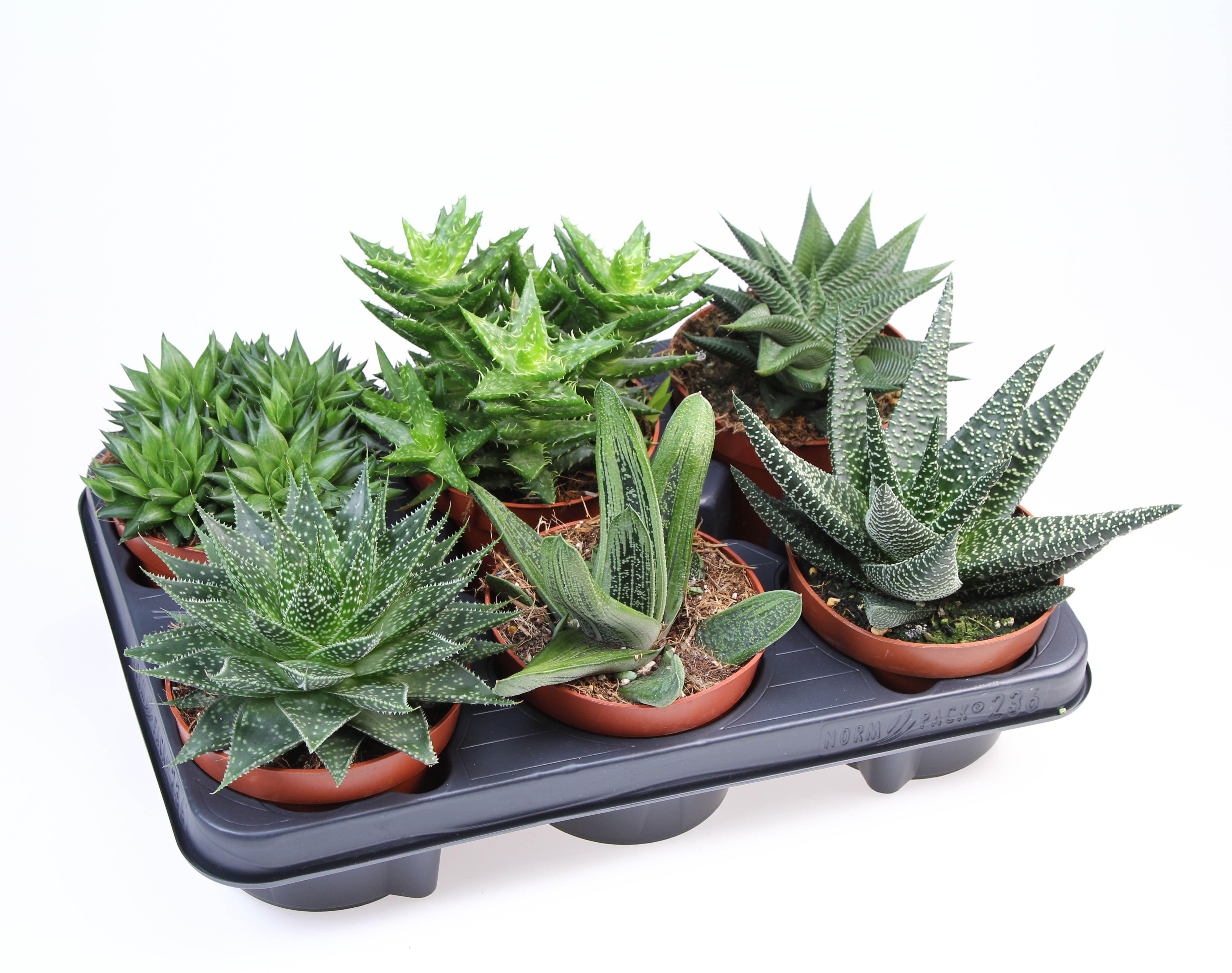 Горшечные цветы и растения оптом Haworthia Mix от 6шт из Голландии с доставкой по России