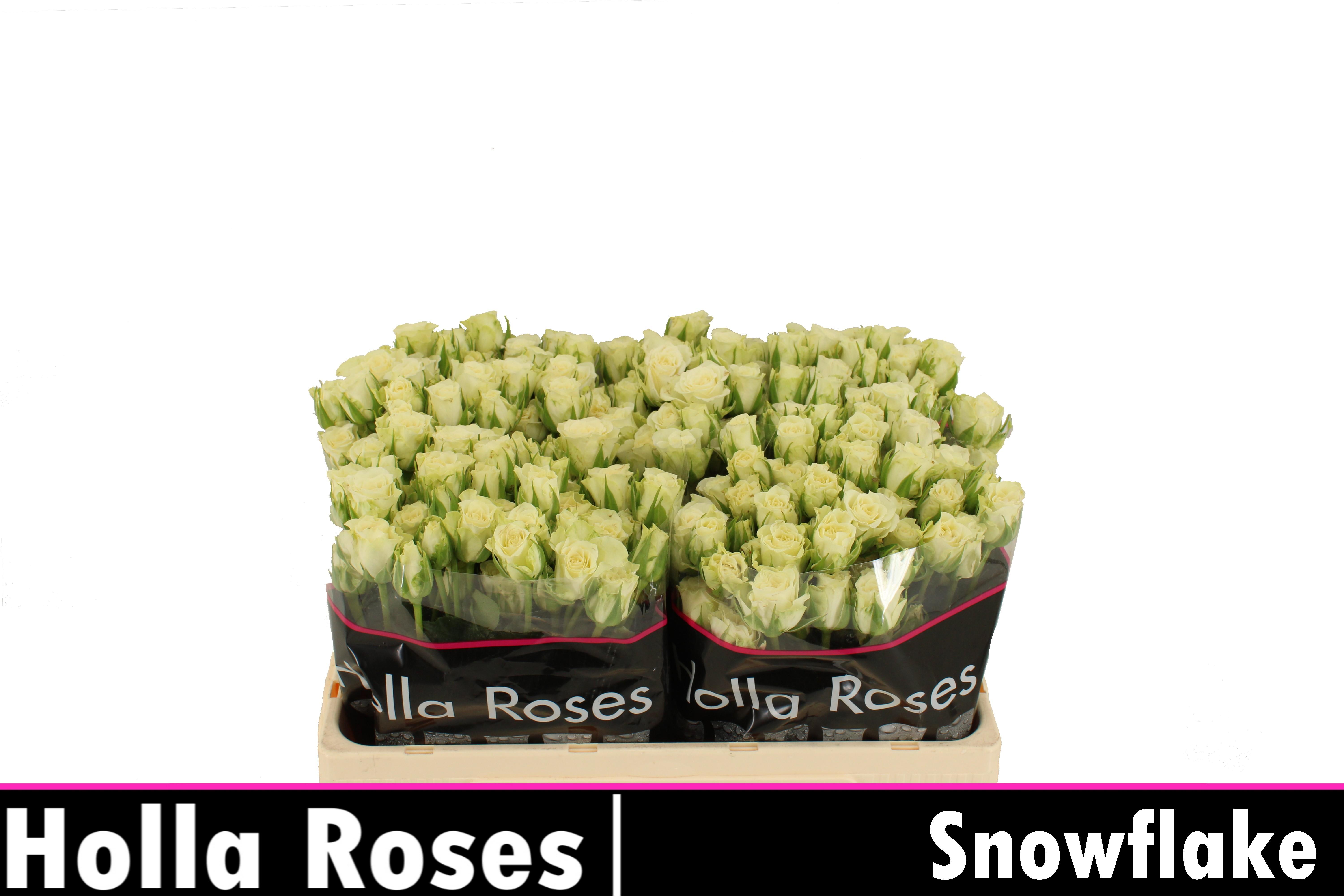 Срезанные цветы оптом Rosa spray snowflake A от 360шт из Голландии с доставкой по России