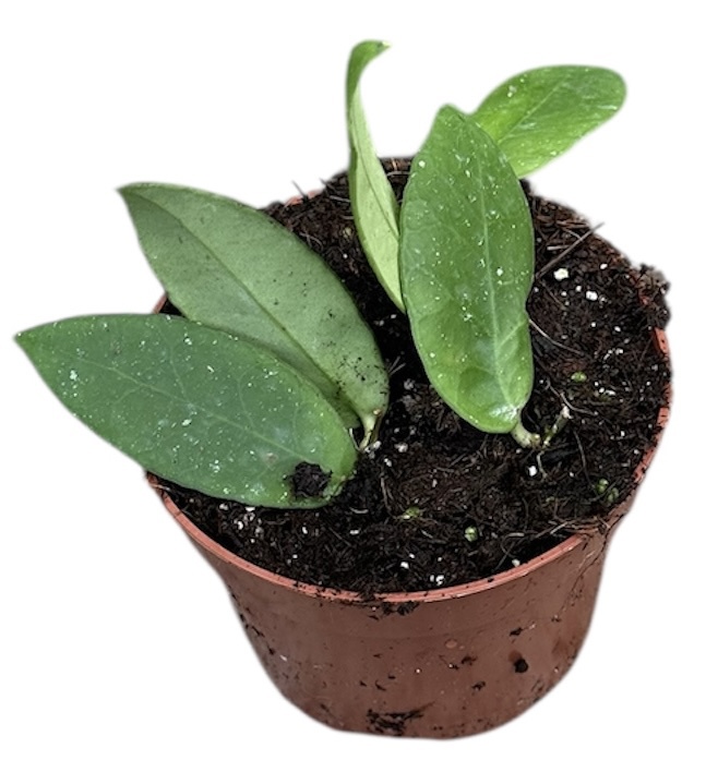 Горшечные цветы и растения оптом Hoya Scortechinii White от 1шт из Голландии с доставкой по России