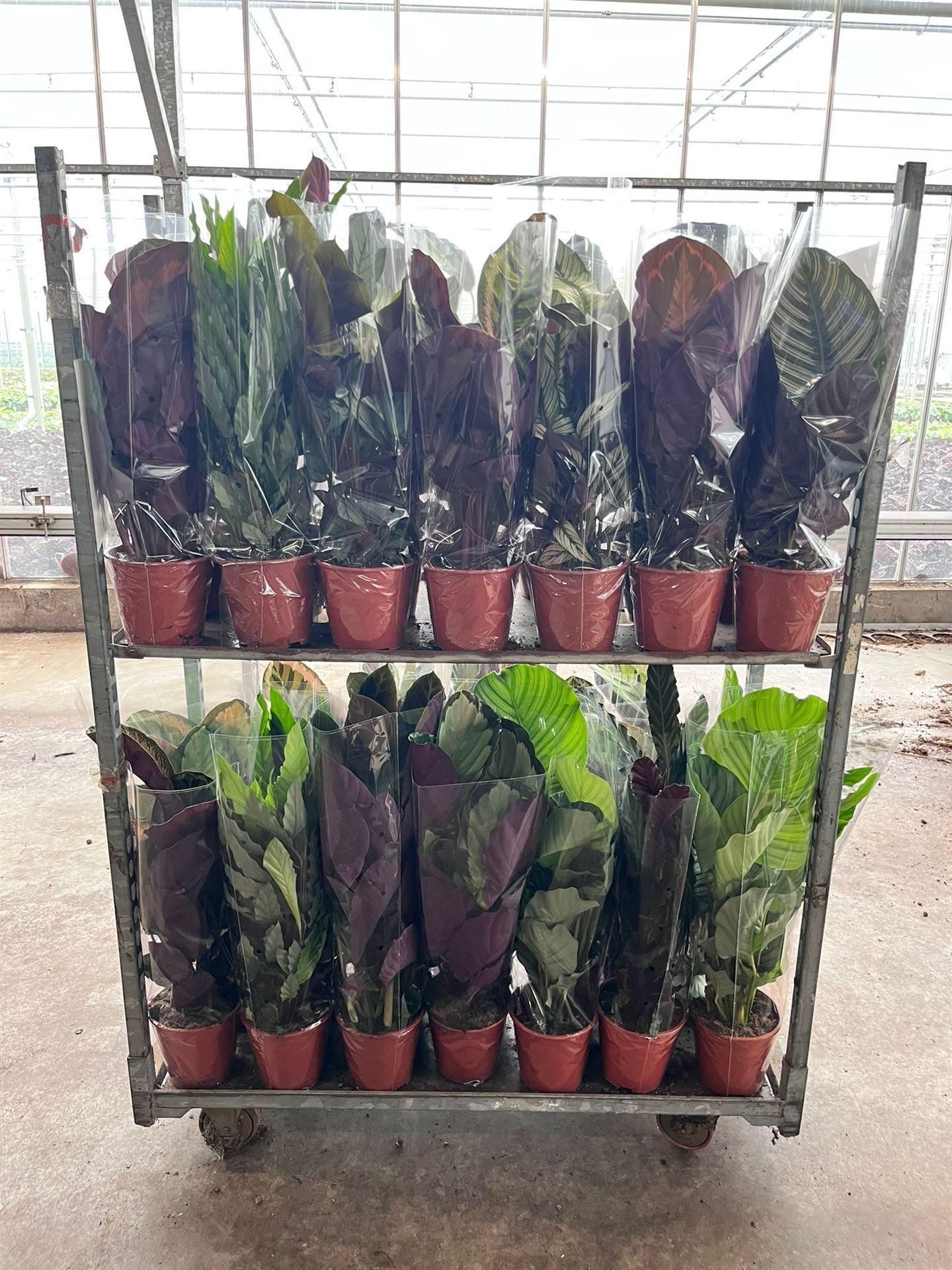 Горшечные цветы и растения оптом Calathea   ...mix от 1шт из Голландии с доставкой по России