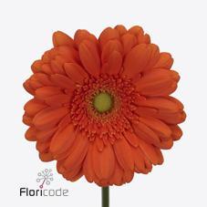 Срезанные цветы оптом Gerbera diamond peptalk от 45шт из Голландии с доставкой по России