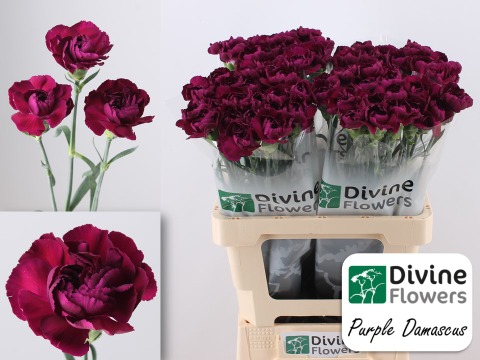 Срезанные цветы оптом Dianthus st purple damascus от 80шт из Голландии с доставкой по России