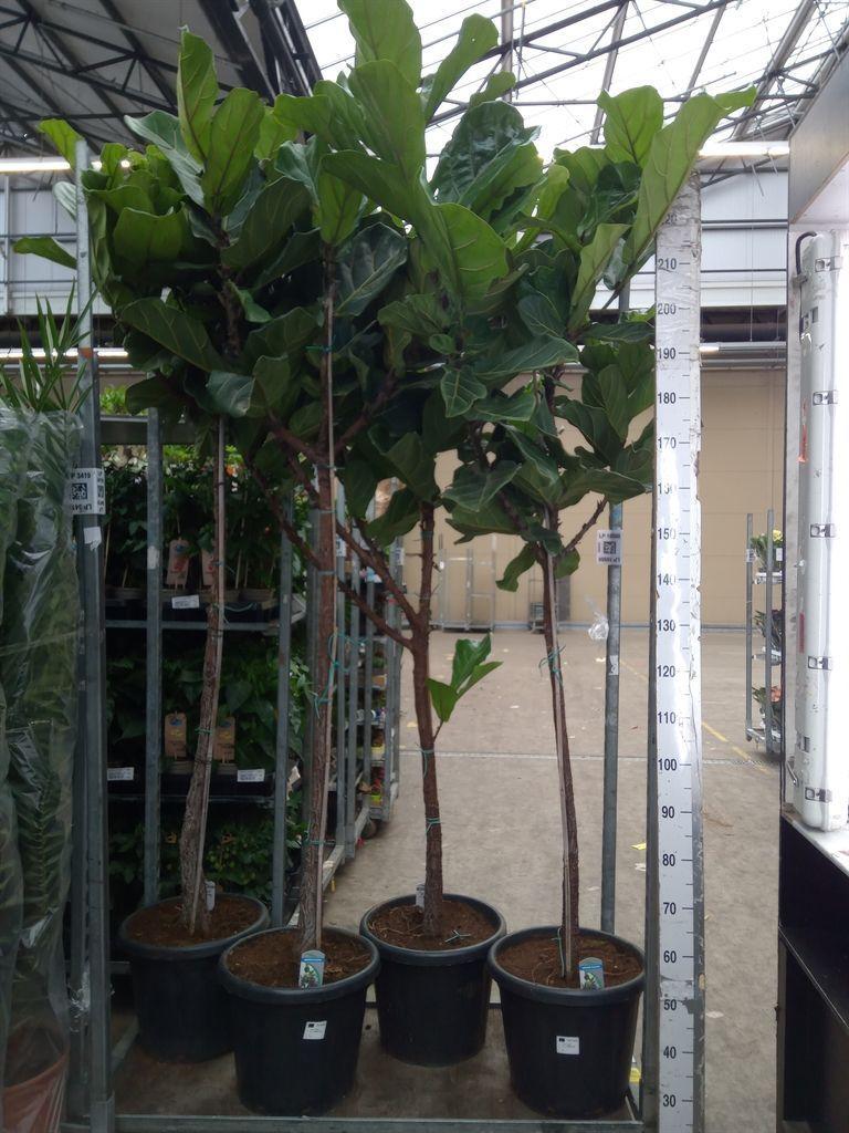 Горшечные цветы и растения оптом Ficus Lyrata от 1шт из Голландии с доставкой по России