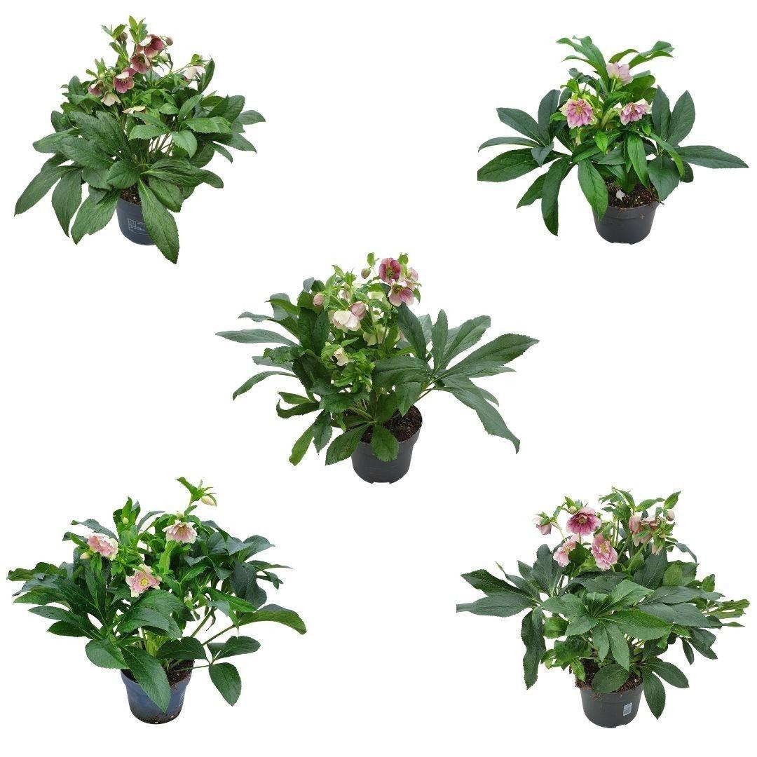 Горшечные цветы и растения оптом Helleborus Orientalis от 3шт из Голландии с доставкой по России