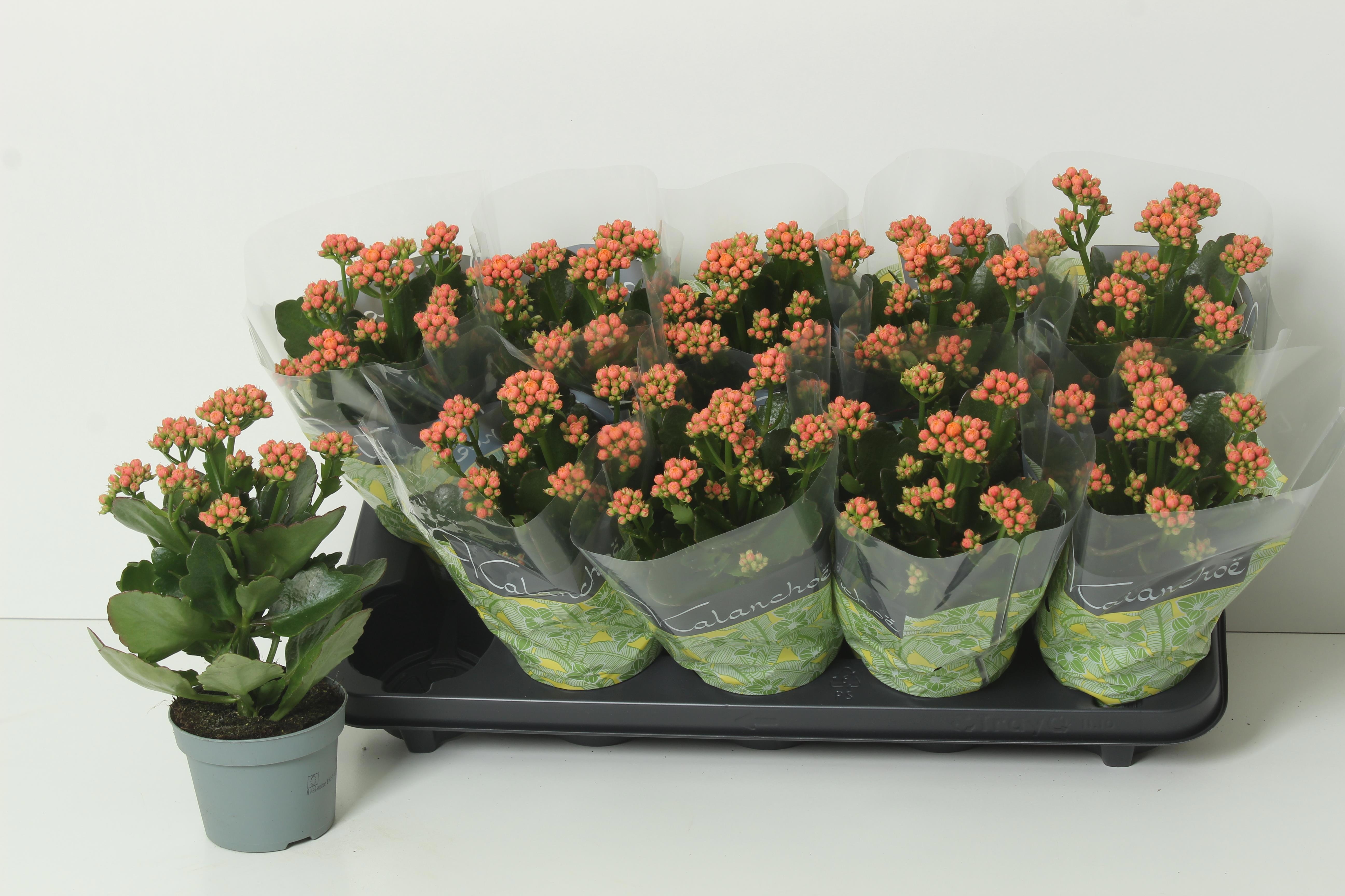 Горшечные цветы и растения оптом Kal Ge Perfecta Oran от 10шт из Голландии с доставкой по России