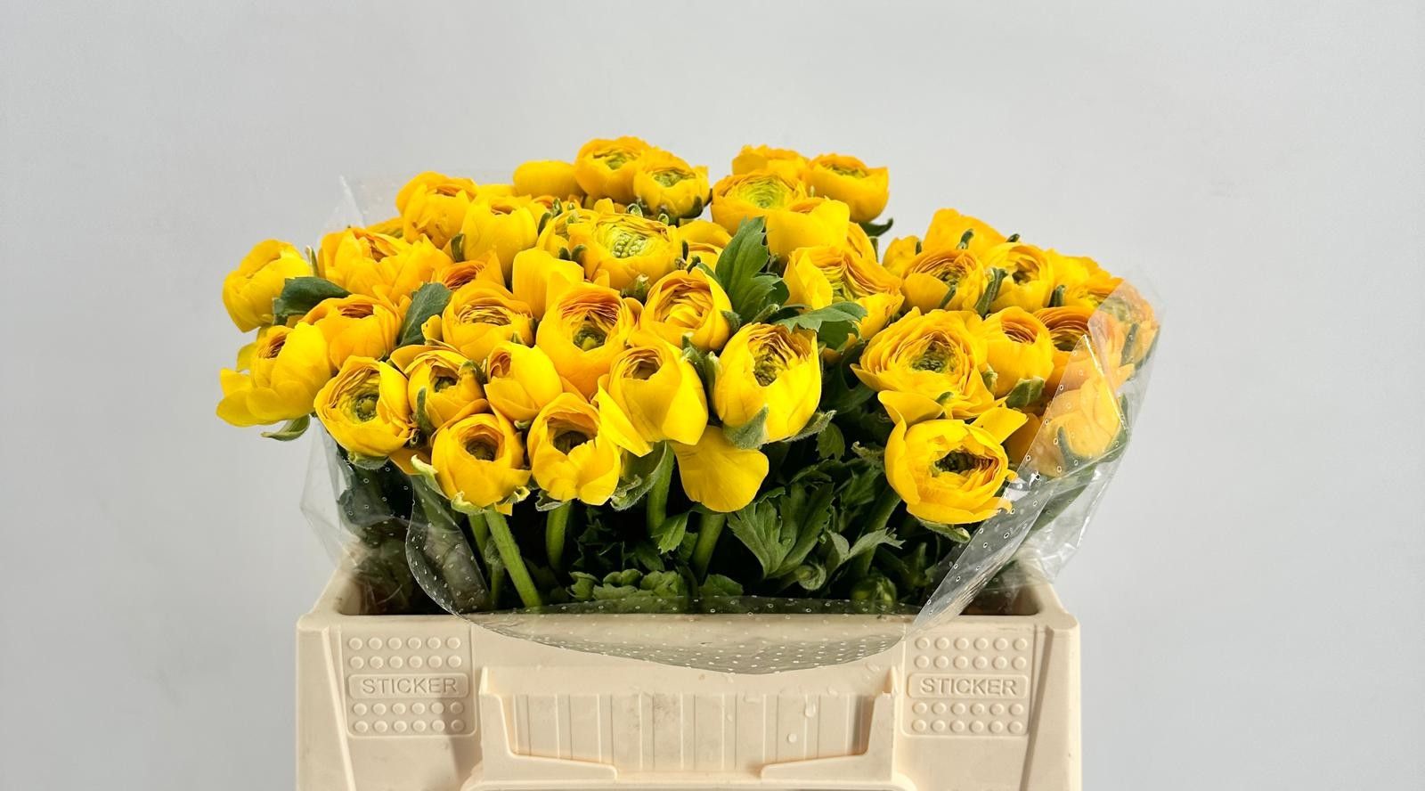 Срезанные цветы оптом Ranunculus elegance yellow от 50шт из Голландии с доставкой по России