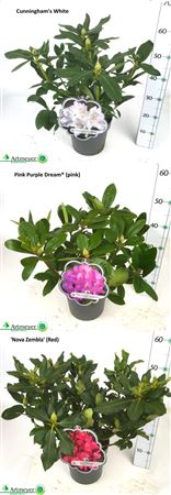 Горшечные цветы и растения оптом Rhod Cat Ov Outdoor от 1шт из Голландии с доставкой по России