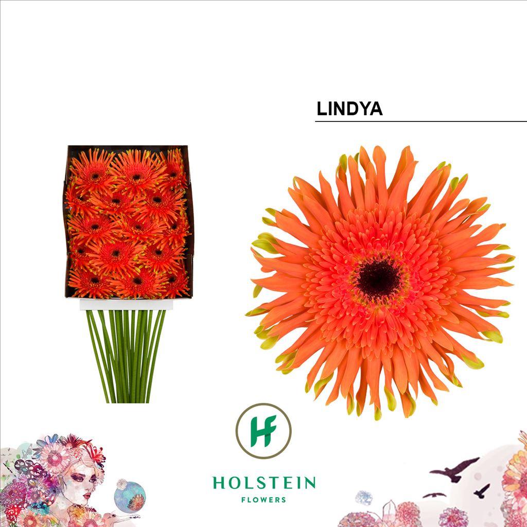 Срезанные цветы оптом Gerbera diamond gerpasta lindya от 15шт из Голландии с доставкой по России